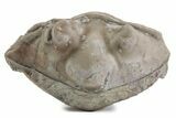 Bargain, Enrolled Asaphus Trilobite - Russia #363245-1